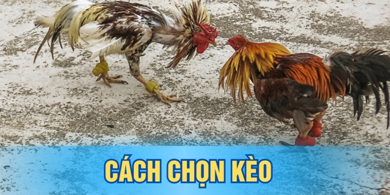 cach-chon-keo