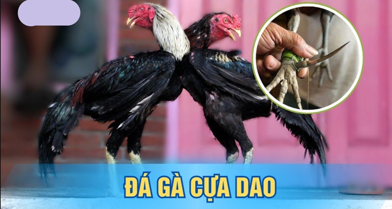 da-ga-cua-dao