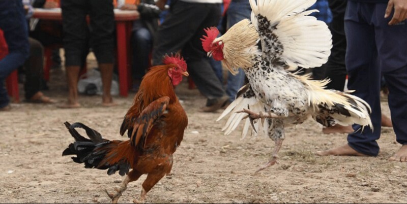 giong-ga-noi-bat-trong-da-ga-cua-dao